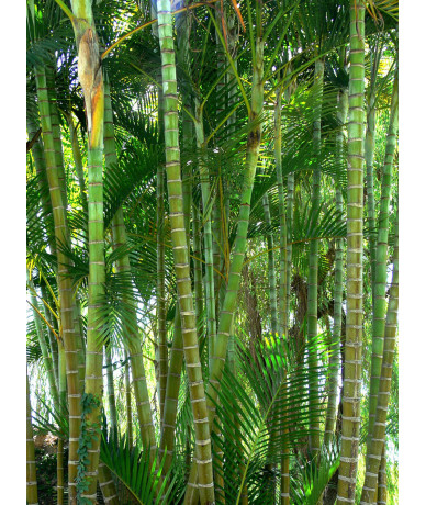 Tester PANGAEA (Bamboo, Green notes)