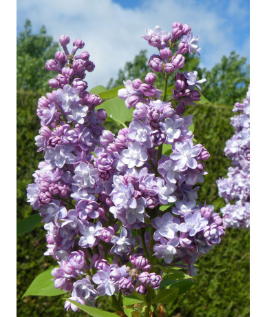 Tester RENAISSANCE (Lilac)