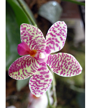 Tester ORCHID